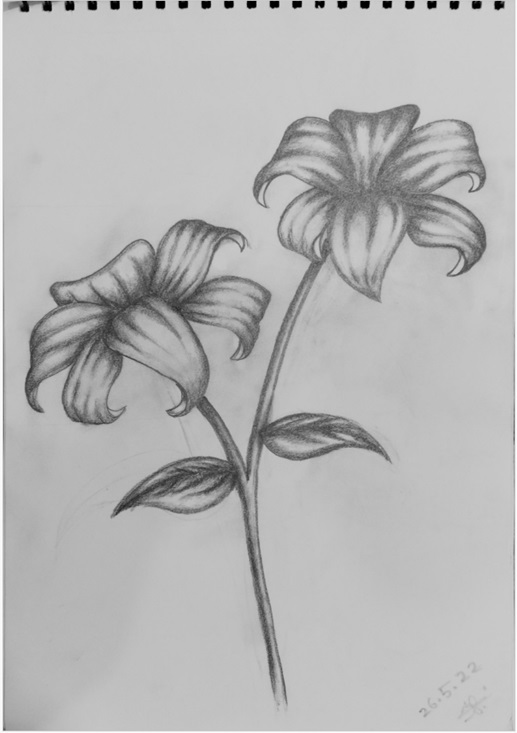Flower sketch